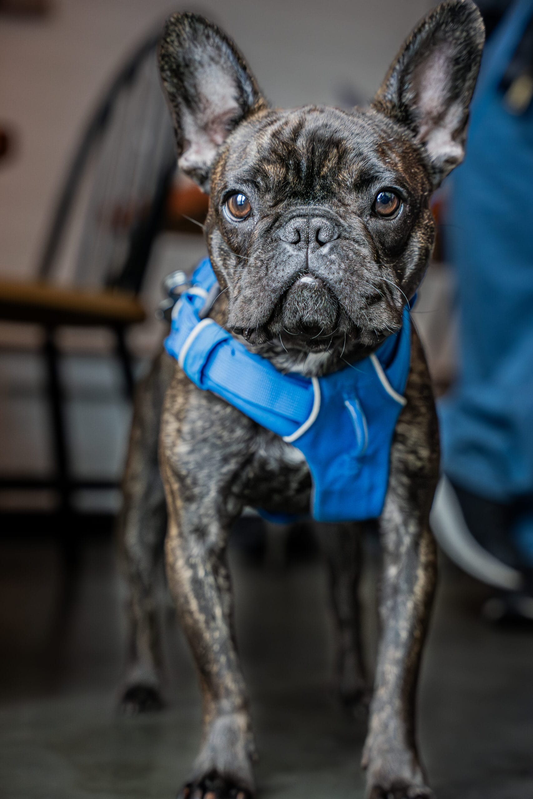 Pawsative Alliance sunday-5