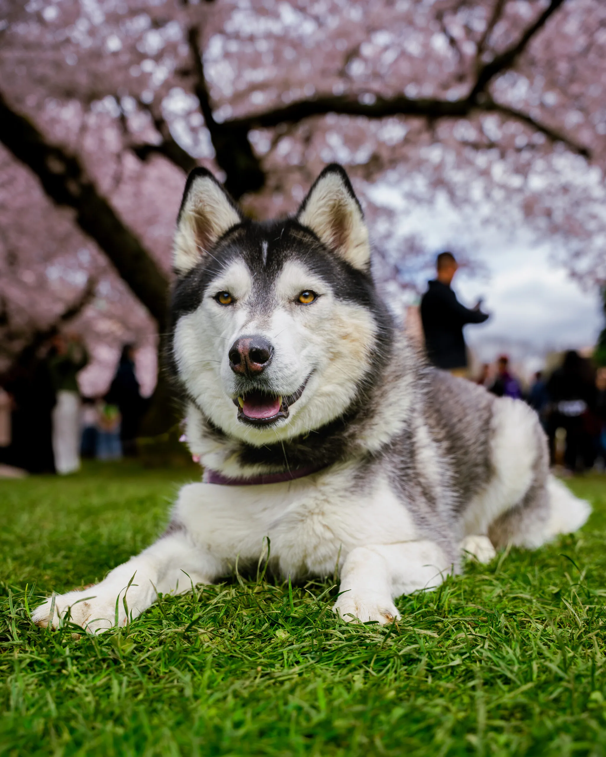 Street dog