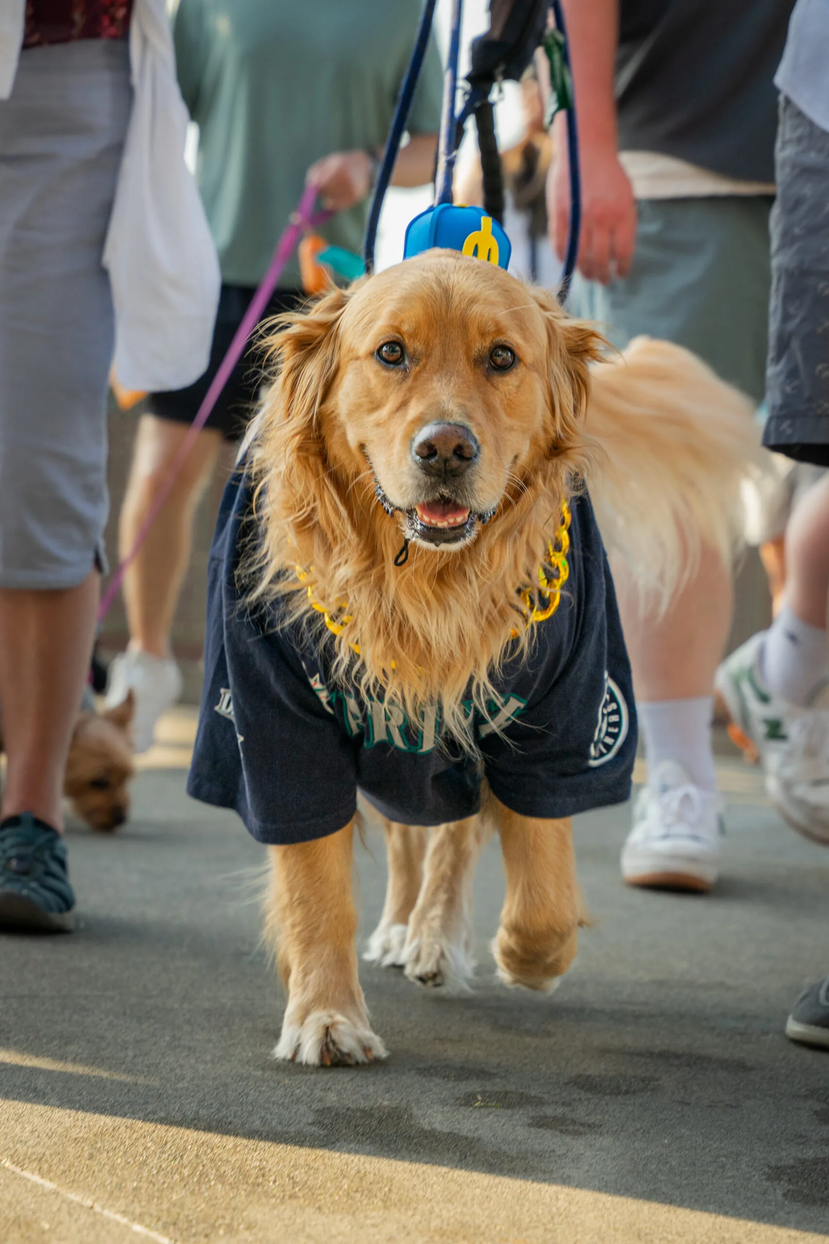BarkAtThePark-8