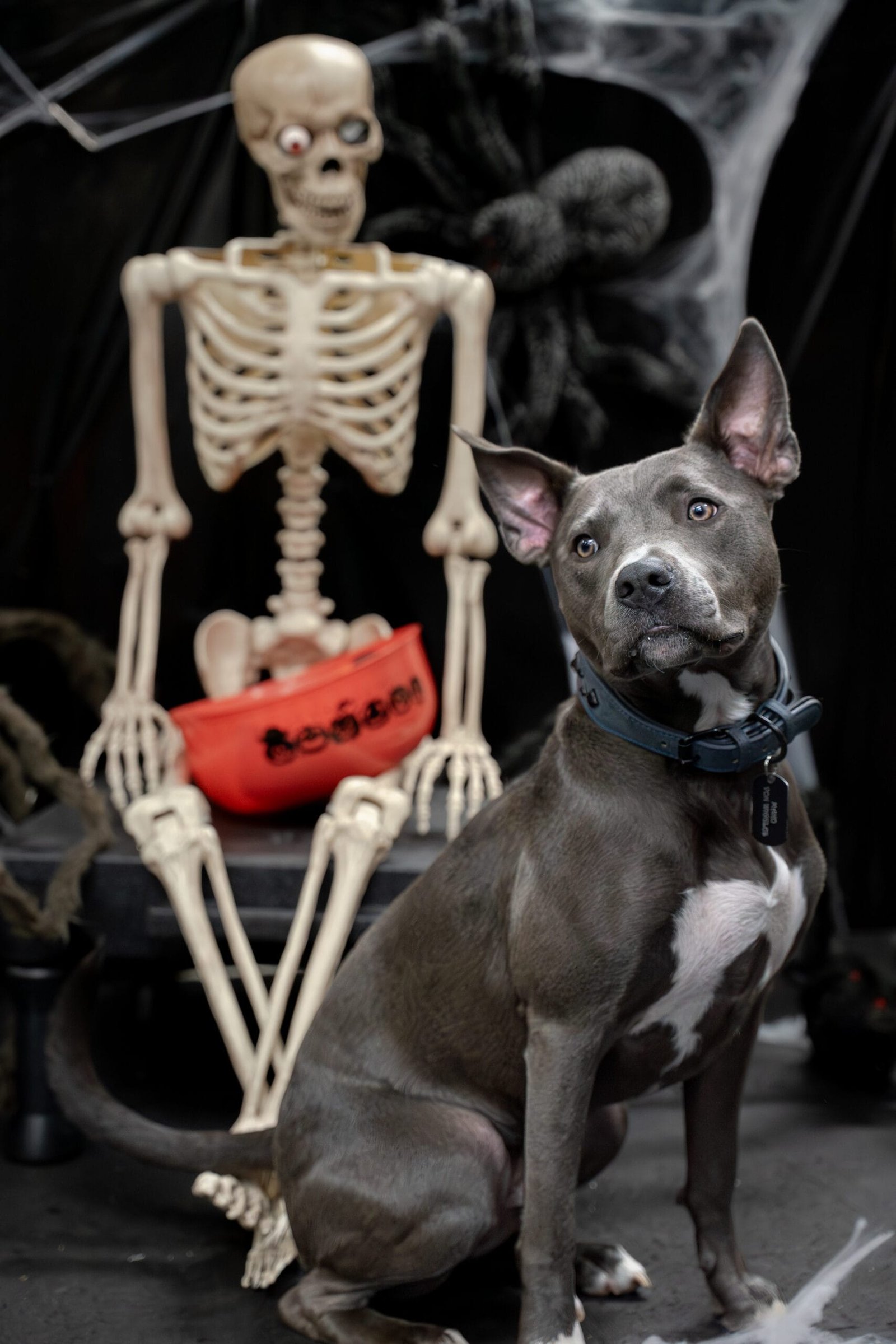Pet photographed by M&P Photography