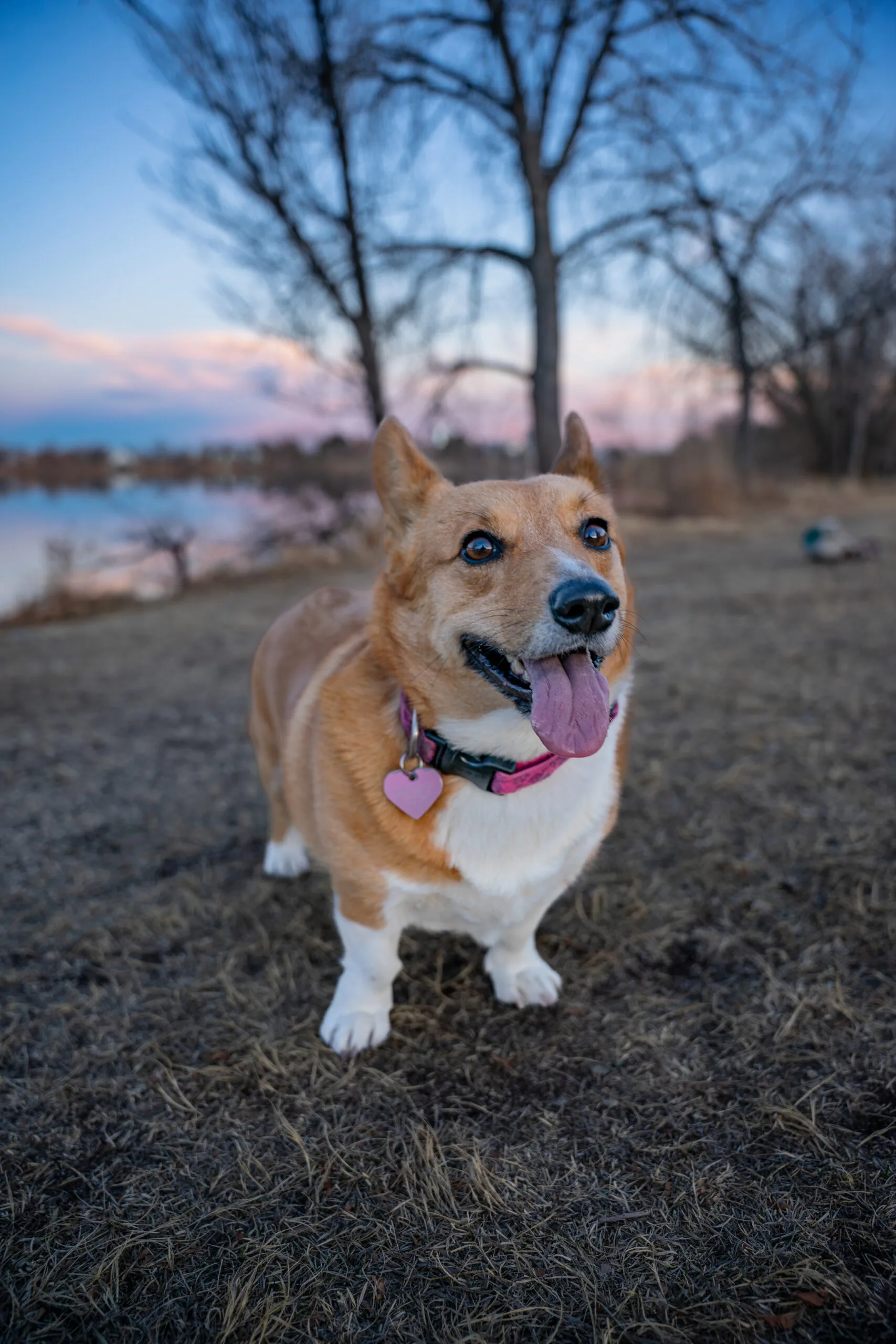 Roo