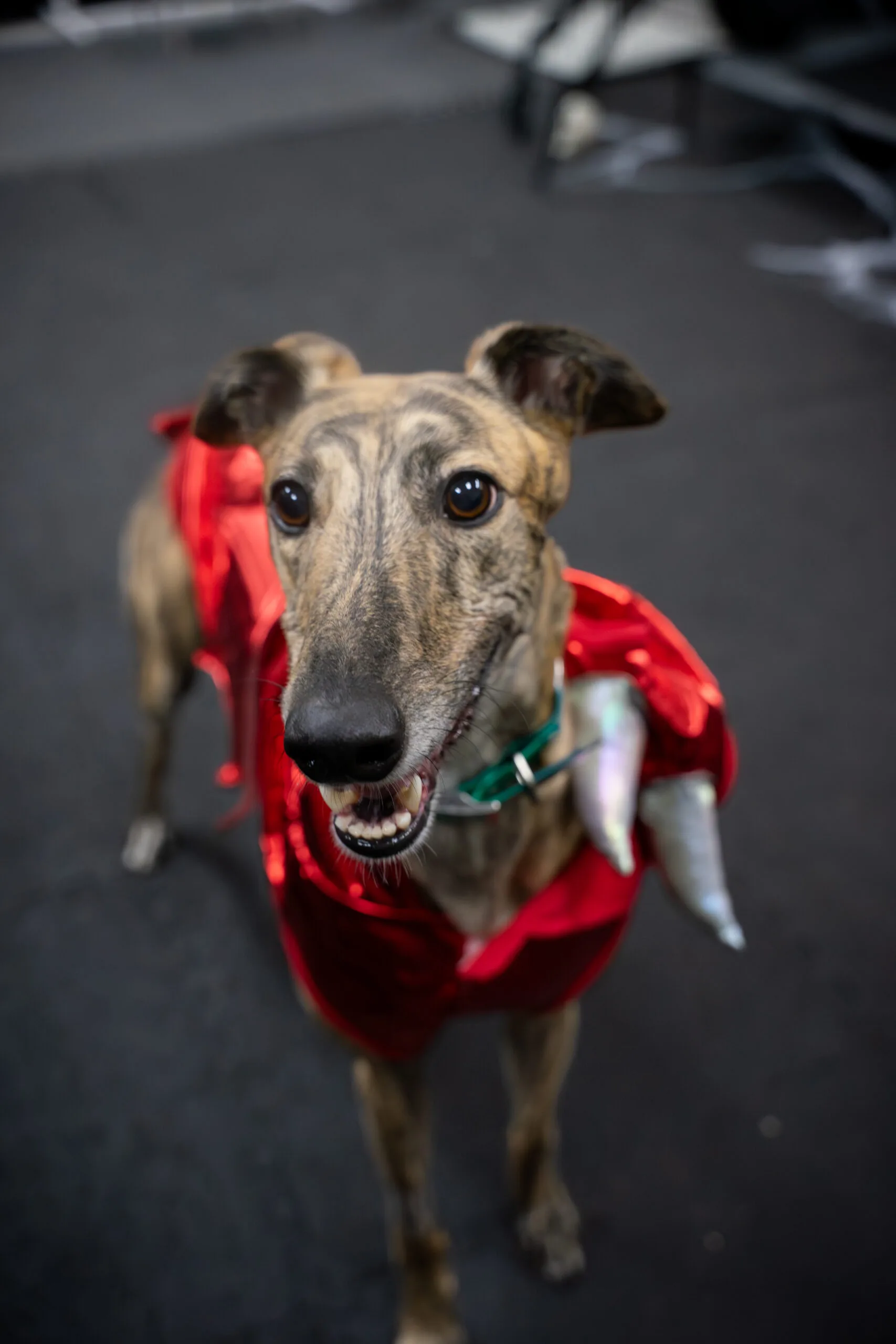 greyhound halloween-08