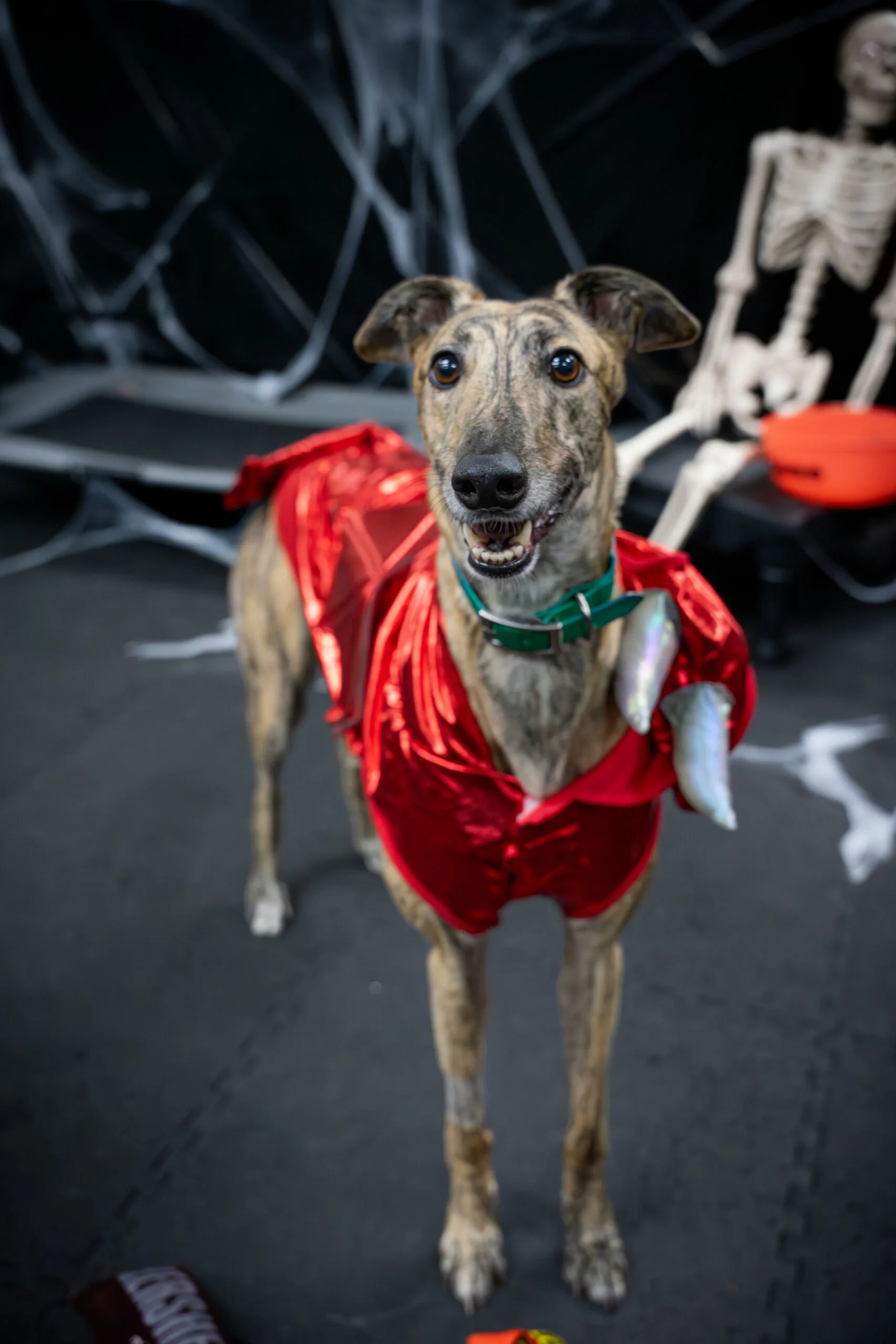 greyhound halloween-09