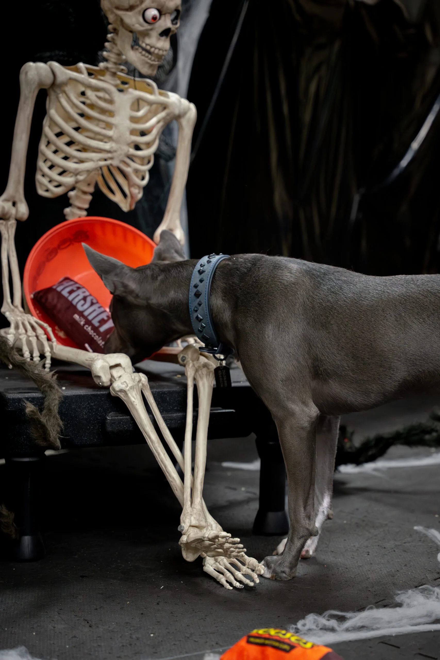 greyhound halloween-1