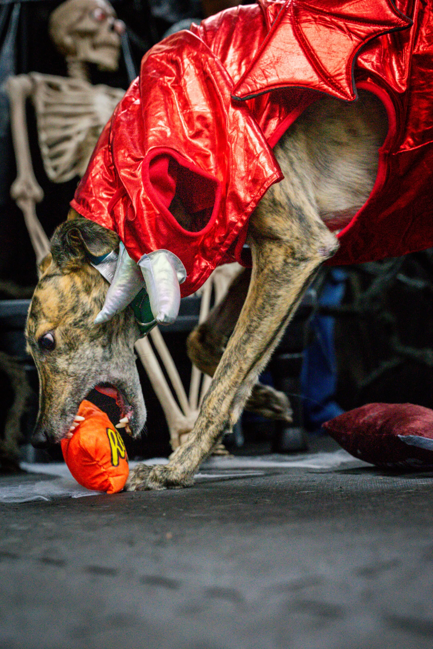 greyhound halloween-10