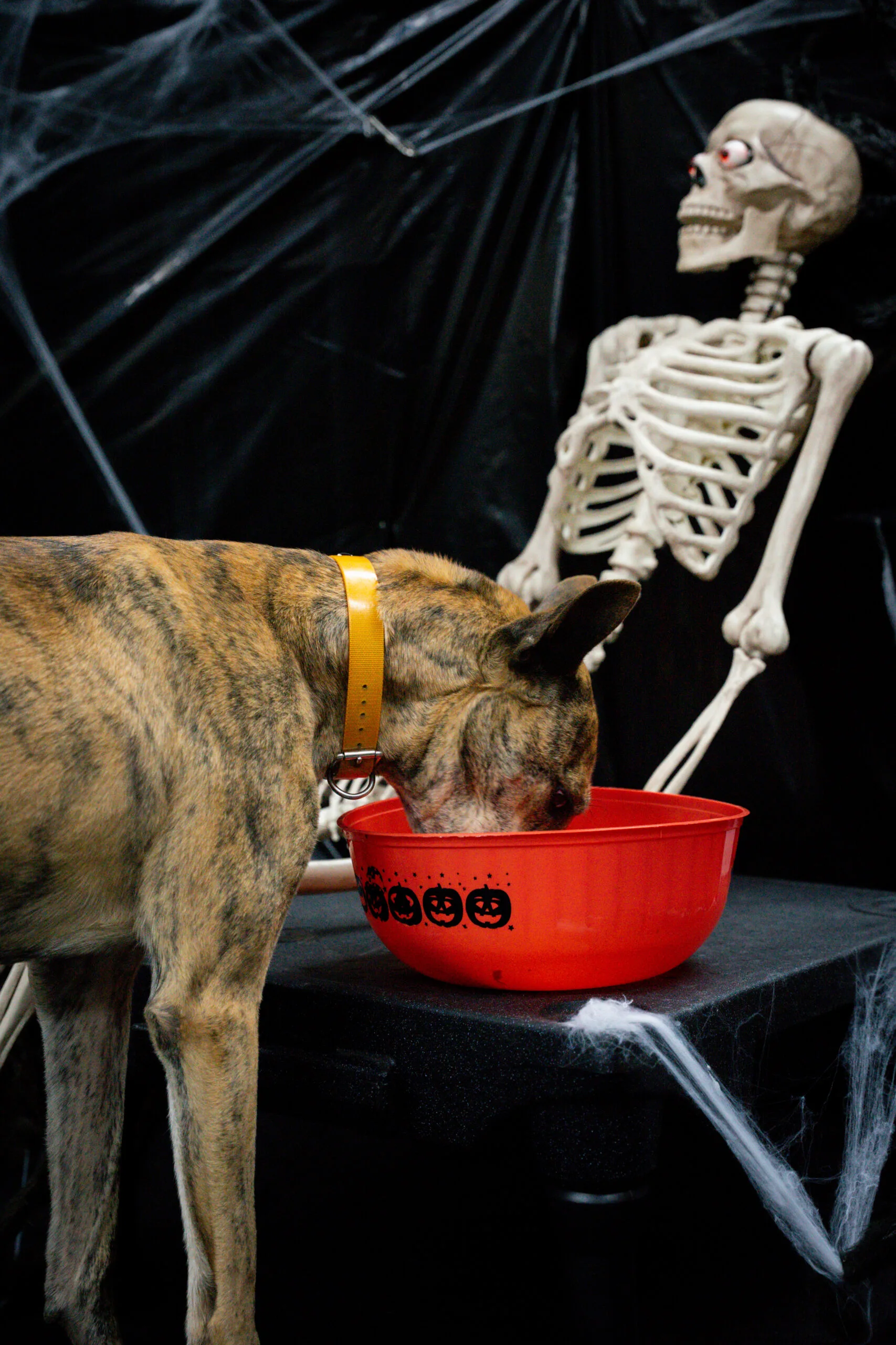 greyhound halloween-11