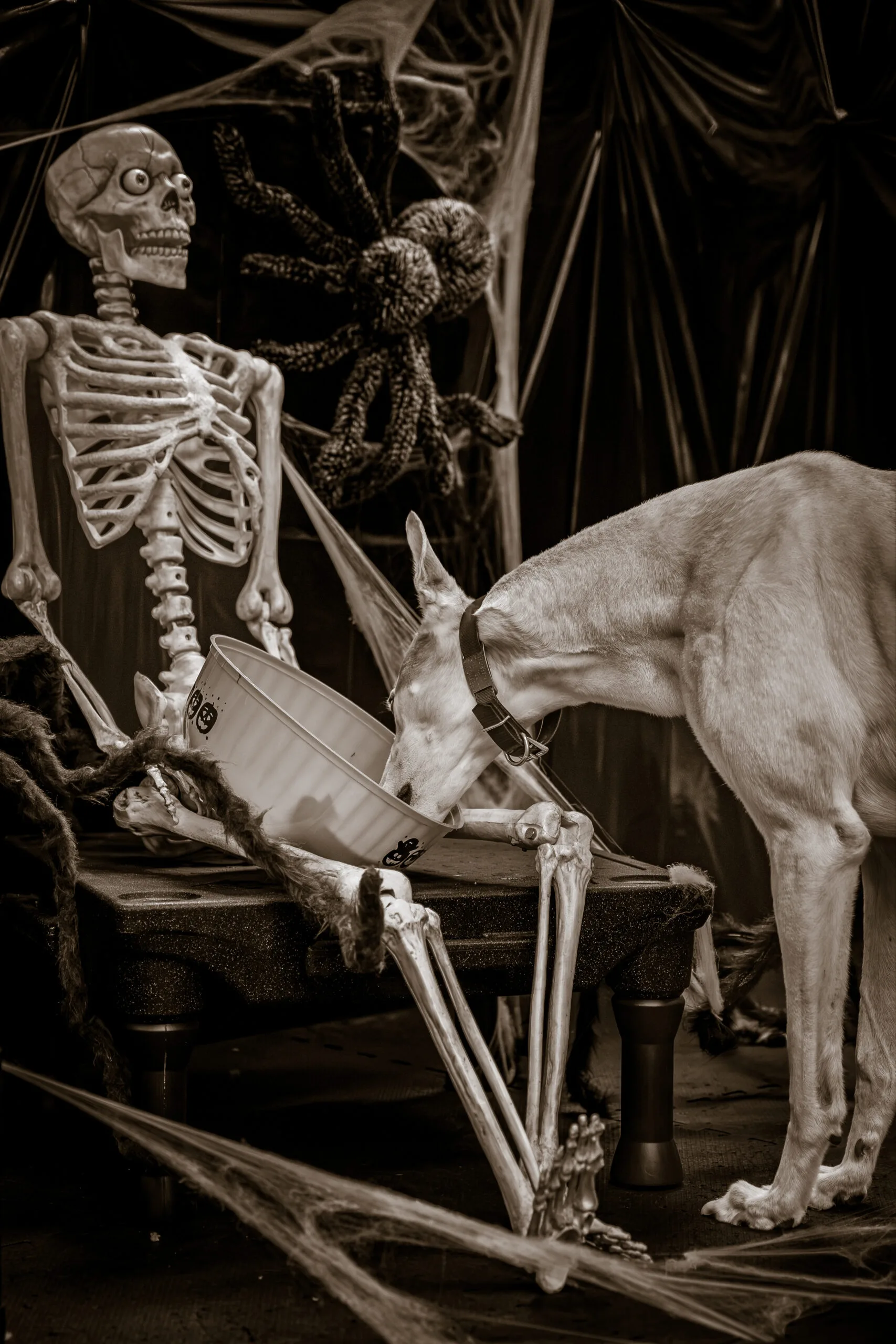 greyhound halloween-13