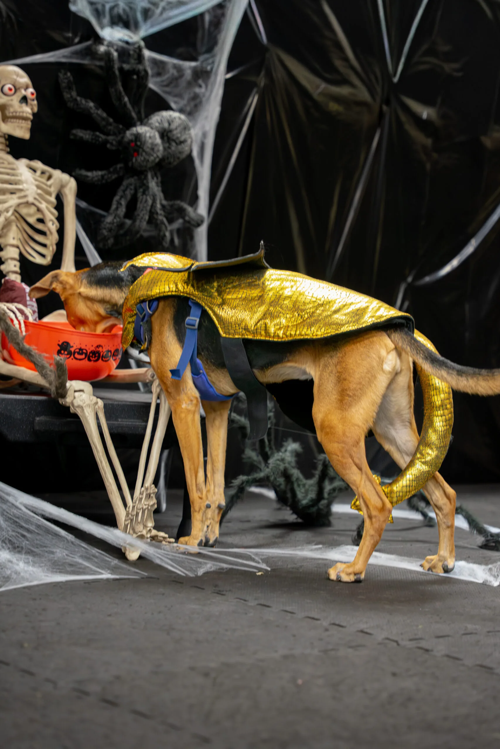greyhound halloween-17
