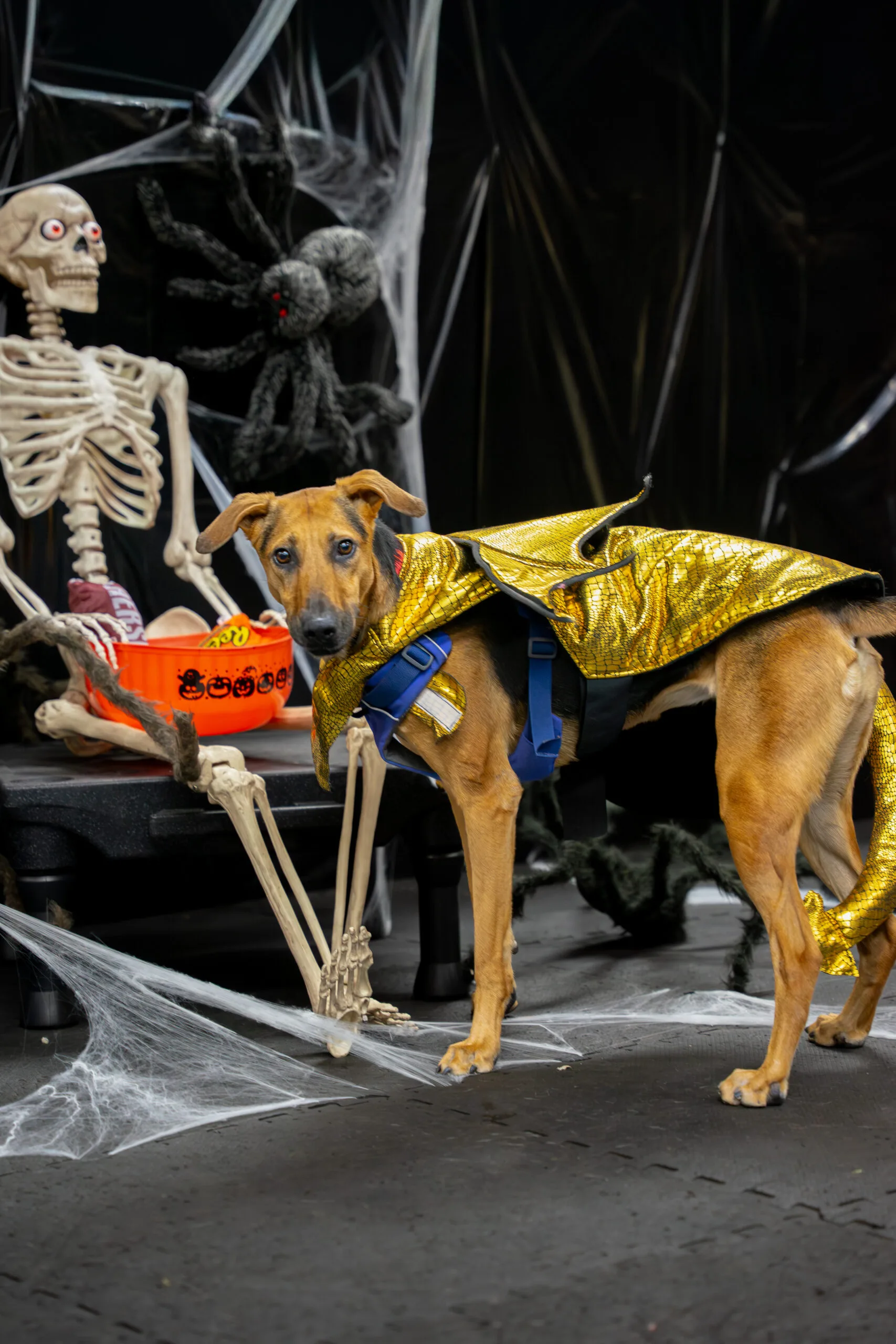 greyhound halloween-19