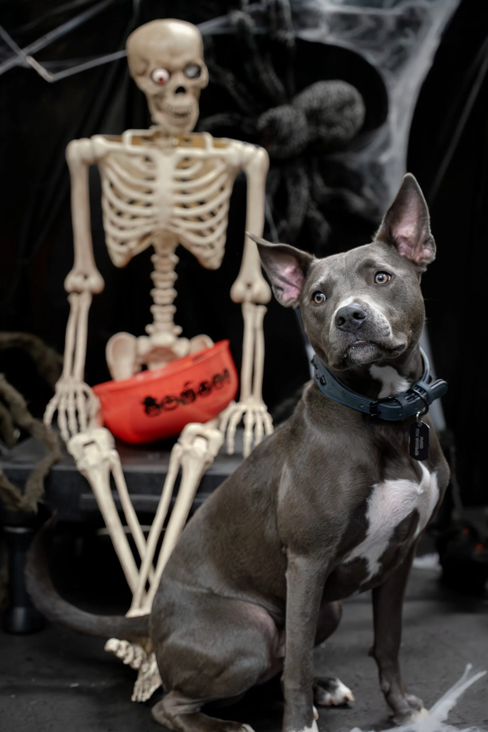 greyhound halloween-2