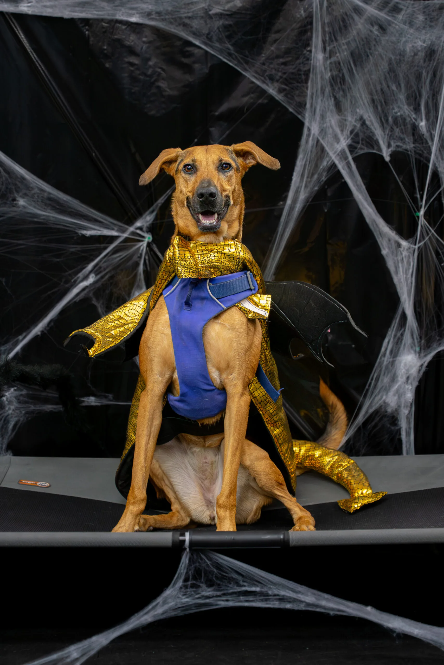 greyhound halloween-20