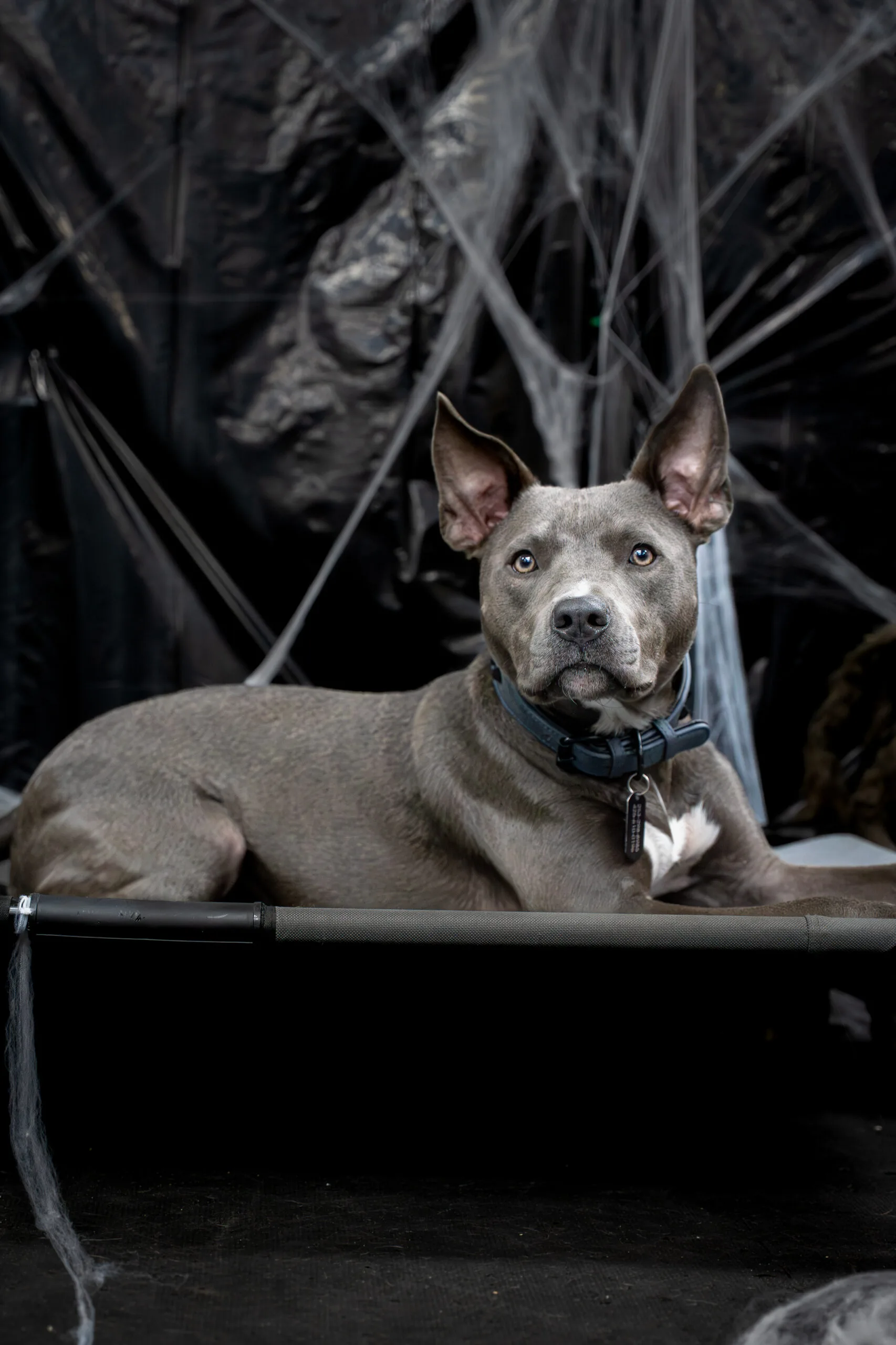 greyhound halloween-3