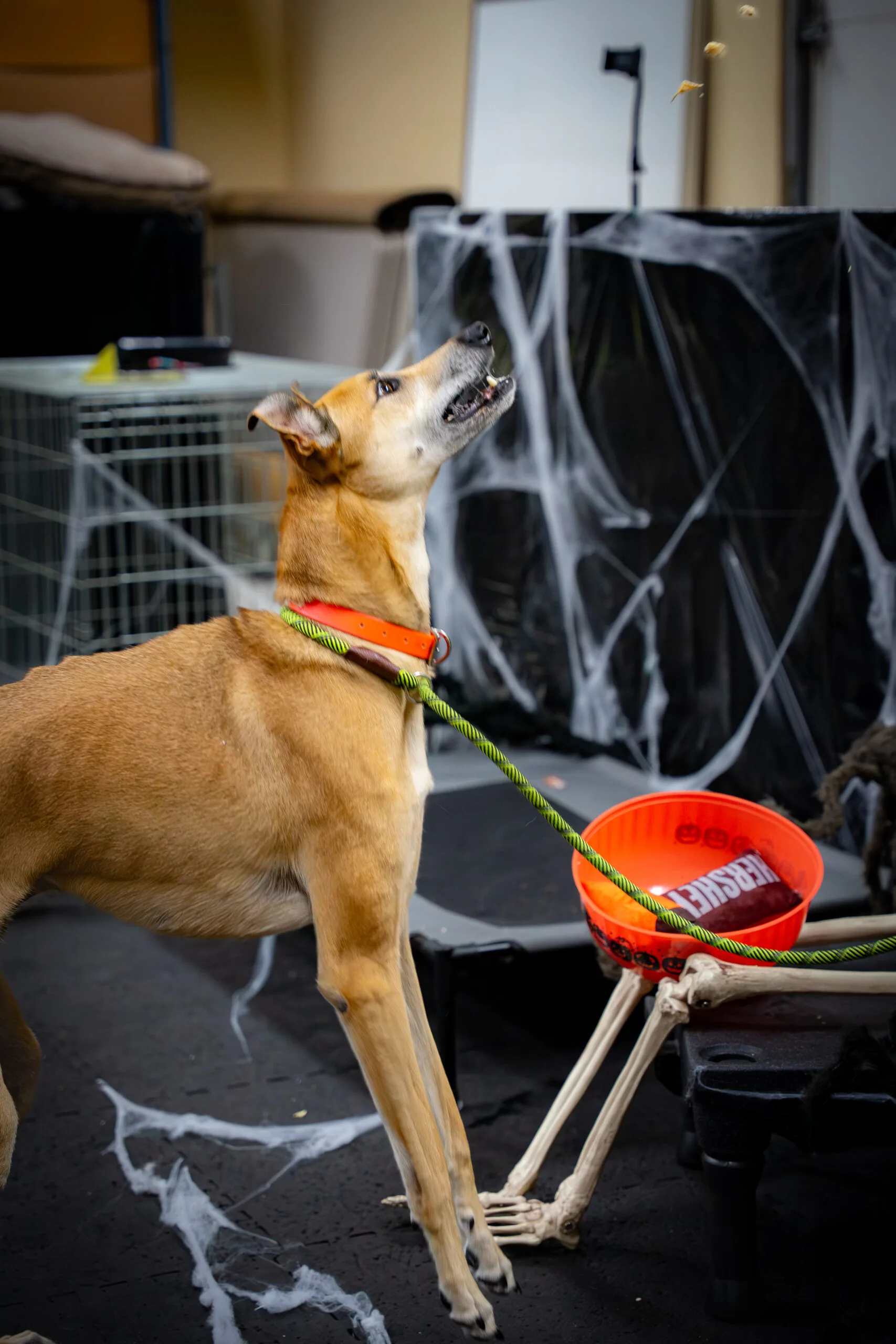 greyhound halloween-4