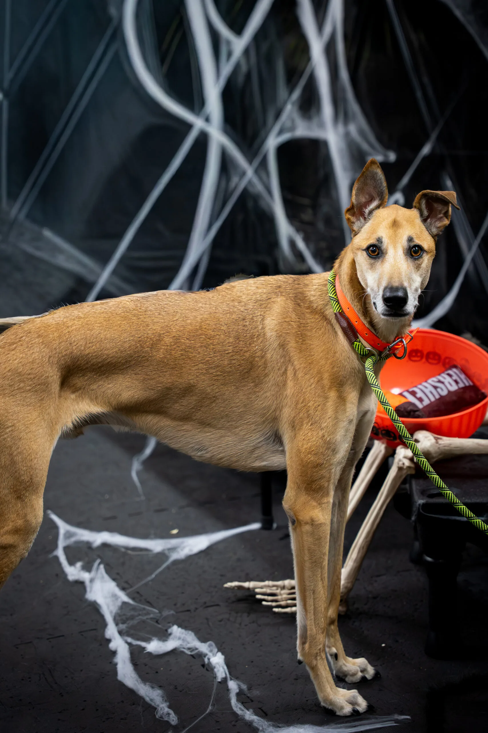 greyhound halloween-5