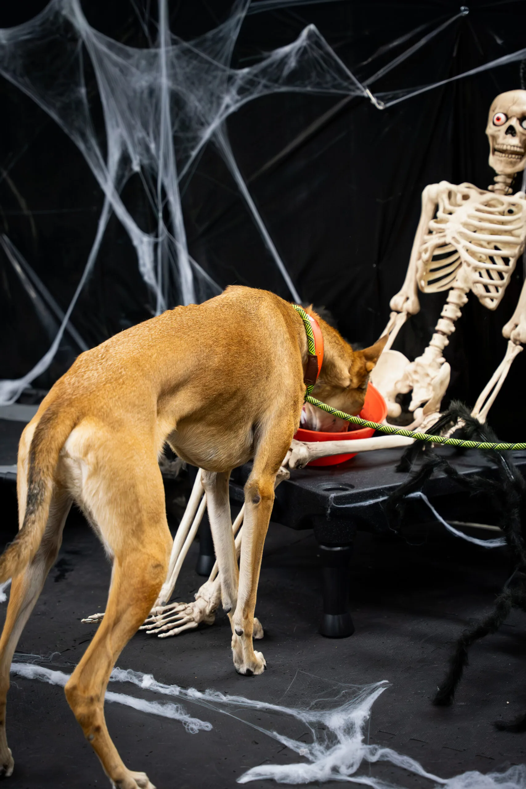 greyhound halloween-6