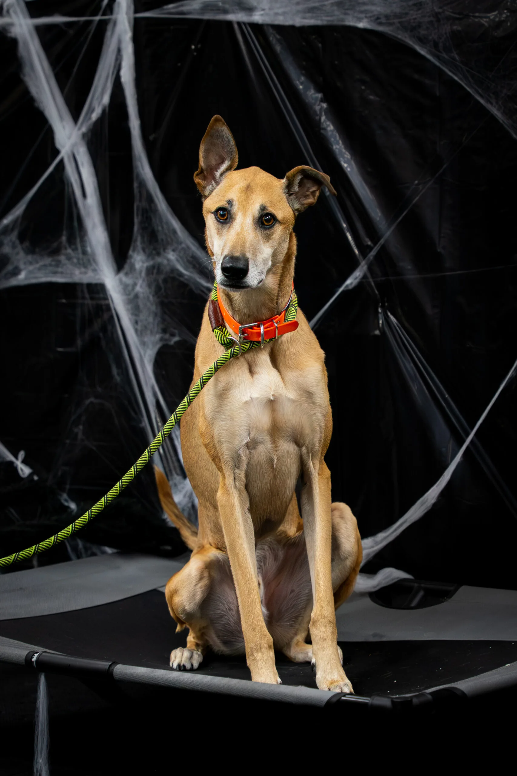 greyhound halloween-7