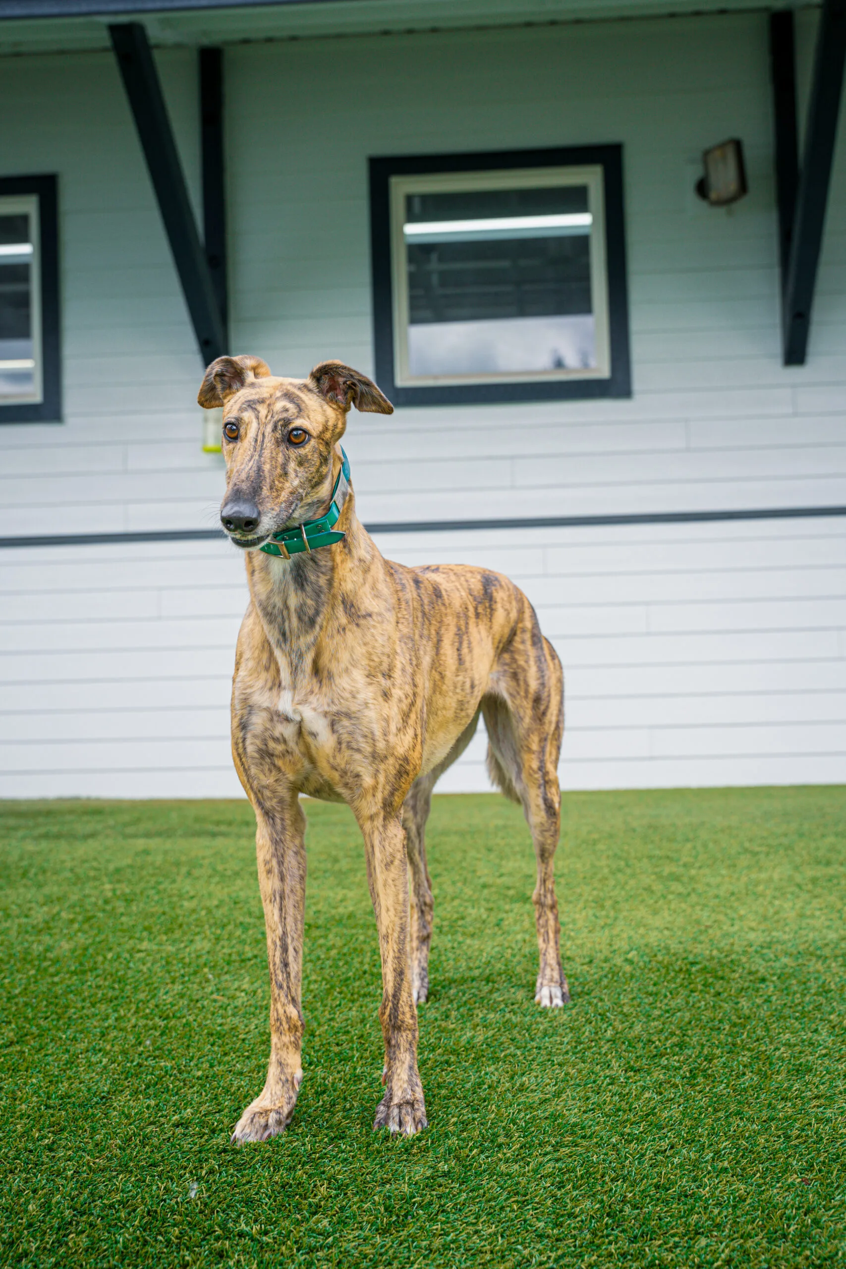 greyhound summer-02