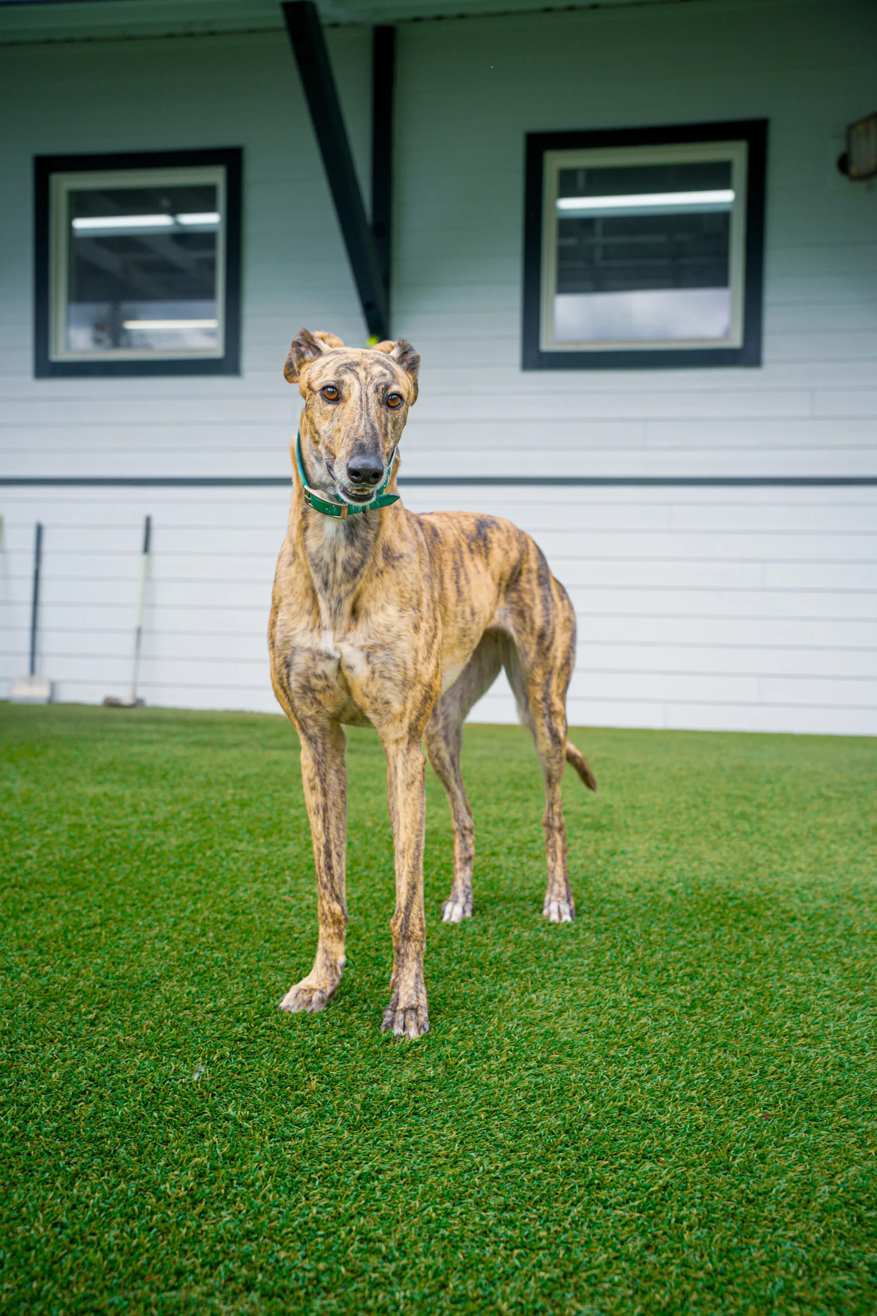 greyhound summer-03