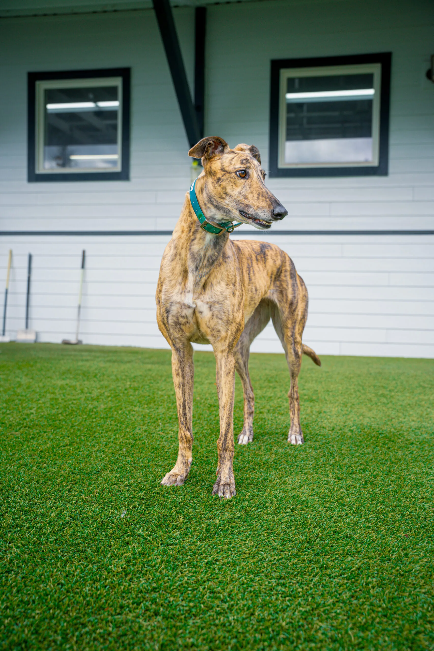greyhound summer-04