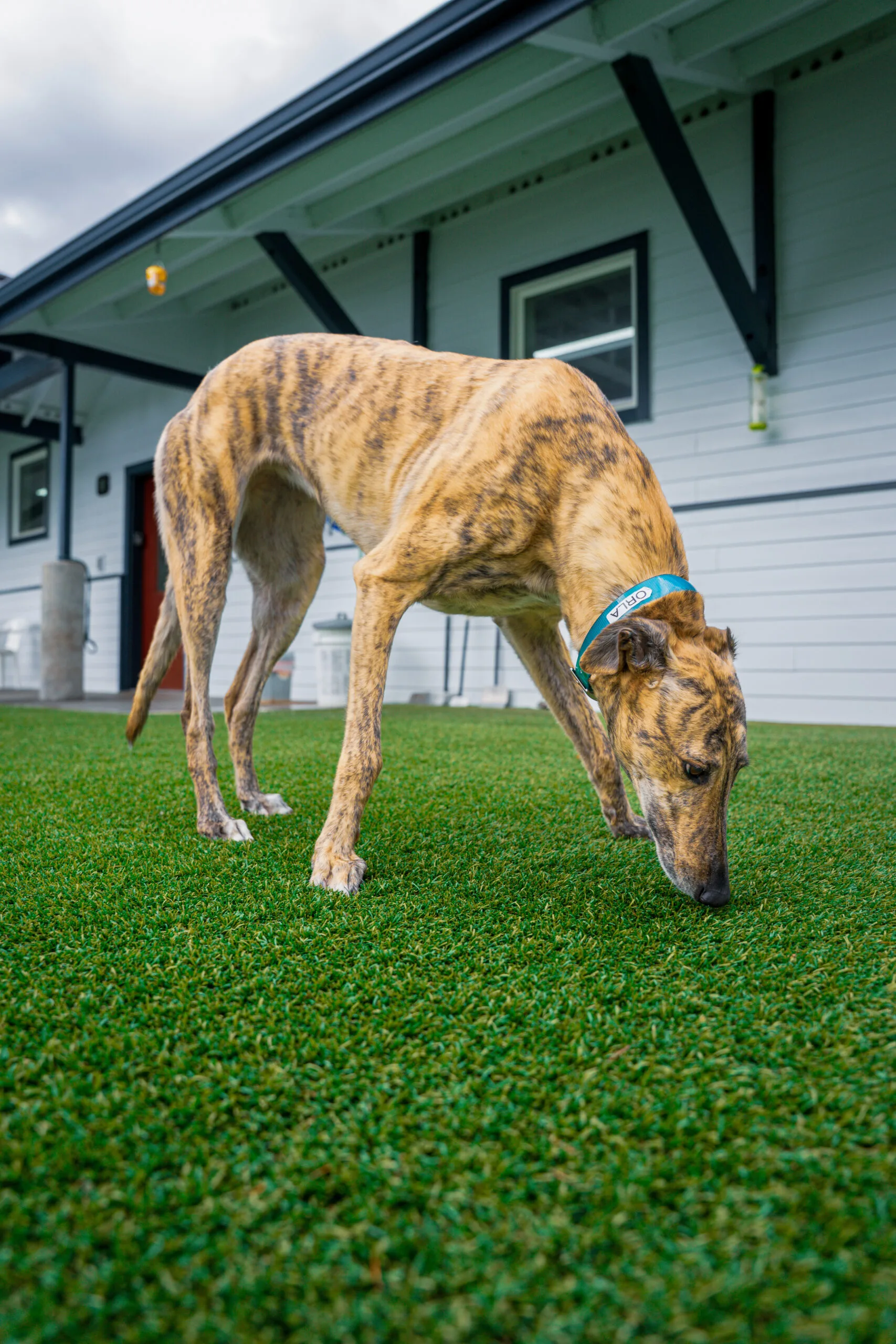 greyhound summer-09