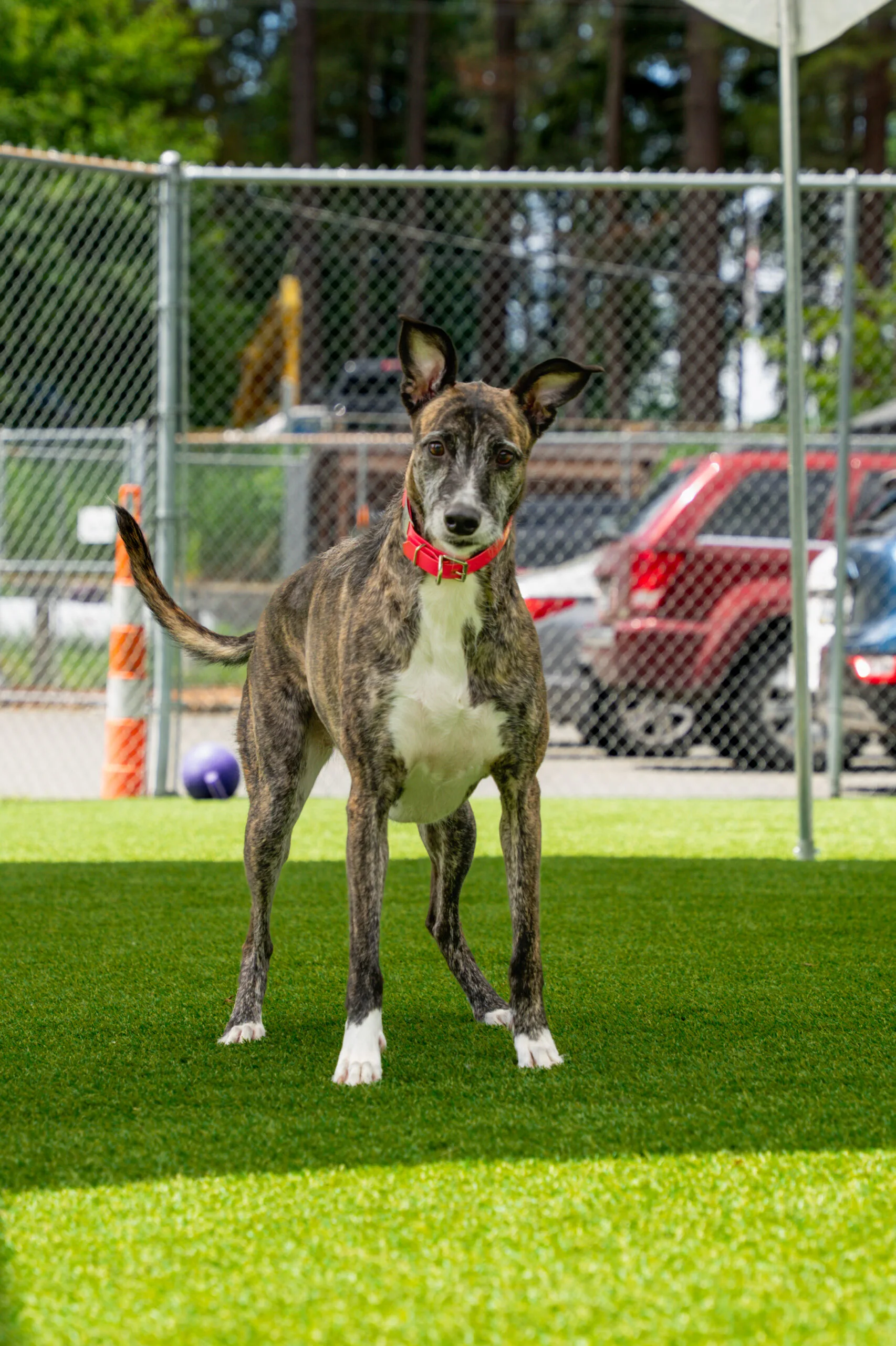 greyhound summer-16