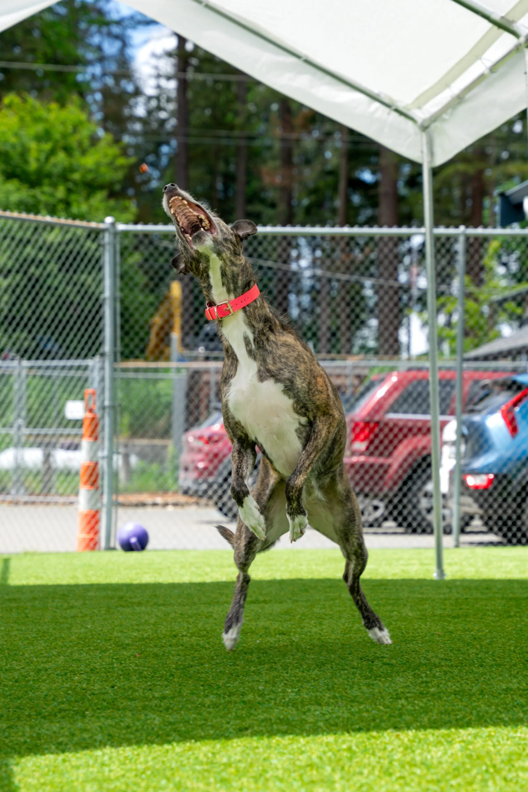 greyhound summer-17