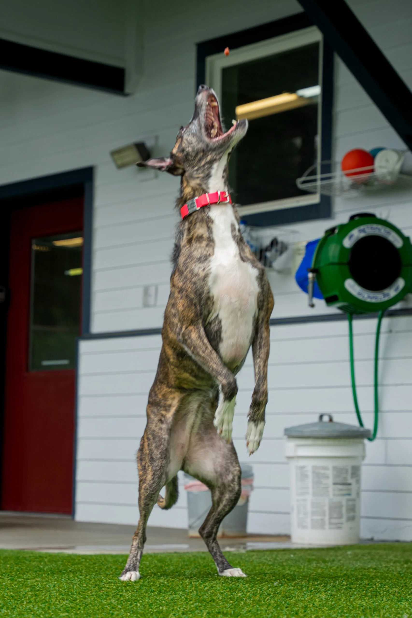 greyhound summer-19