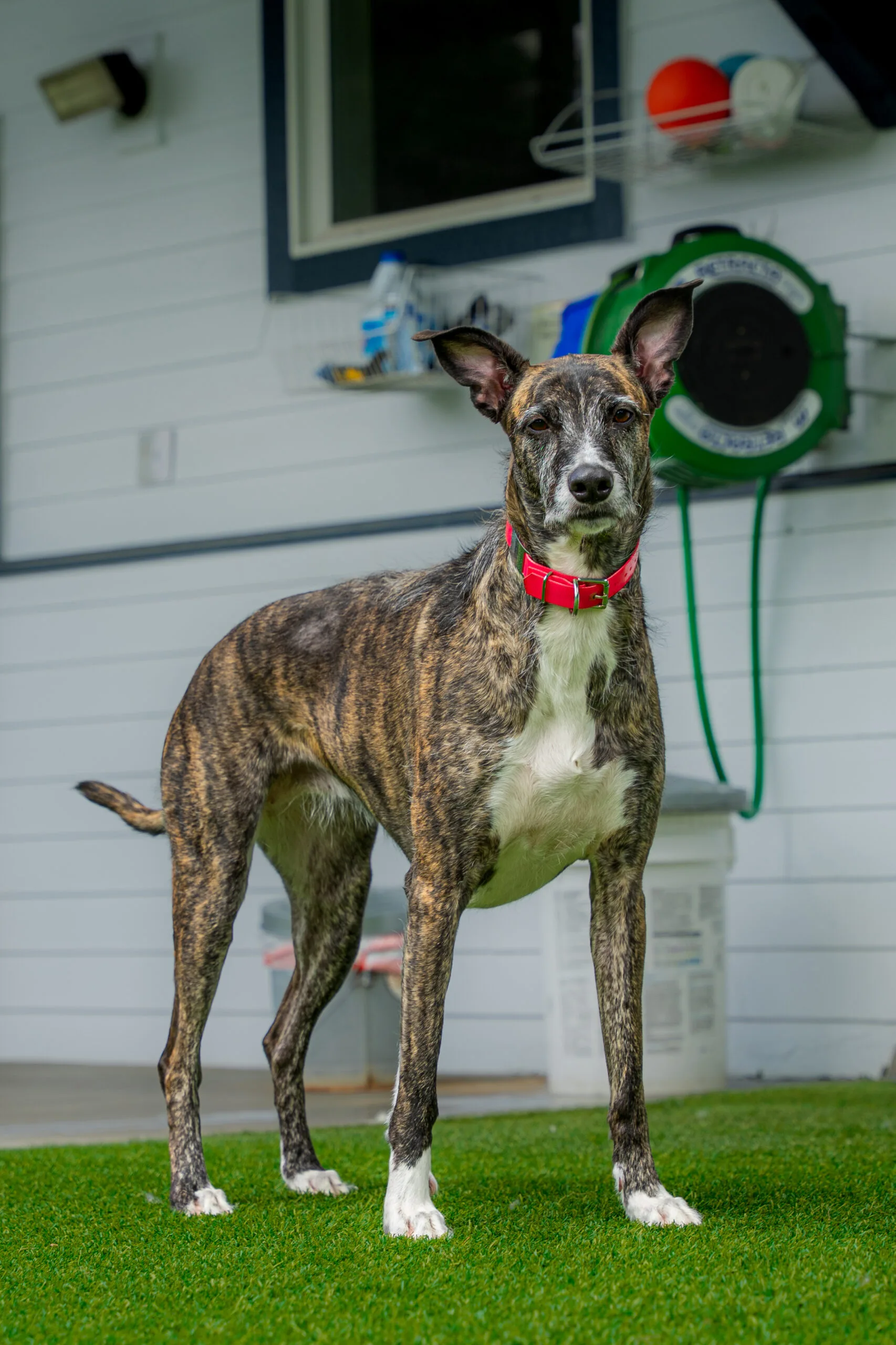 greyhound summer-20