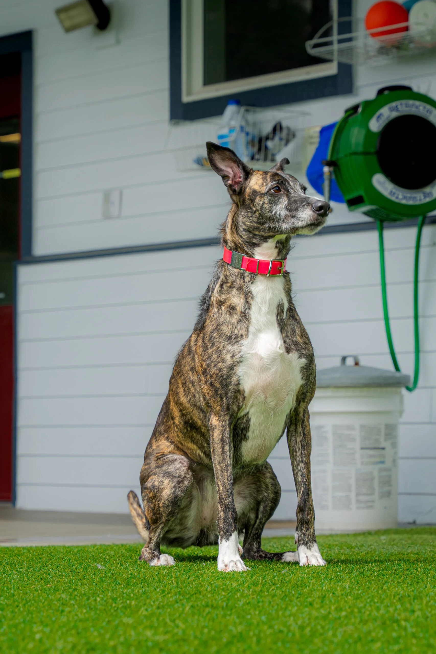 greyhound summer-21