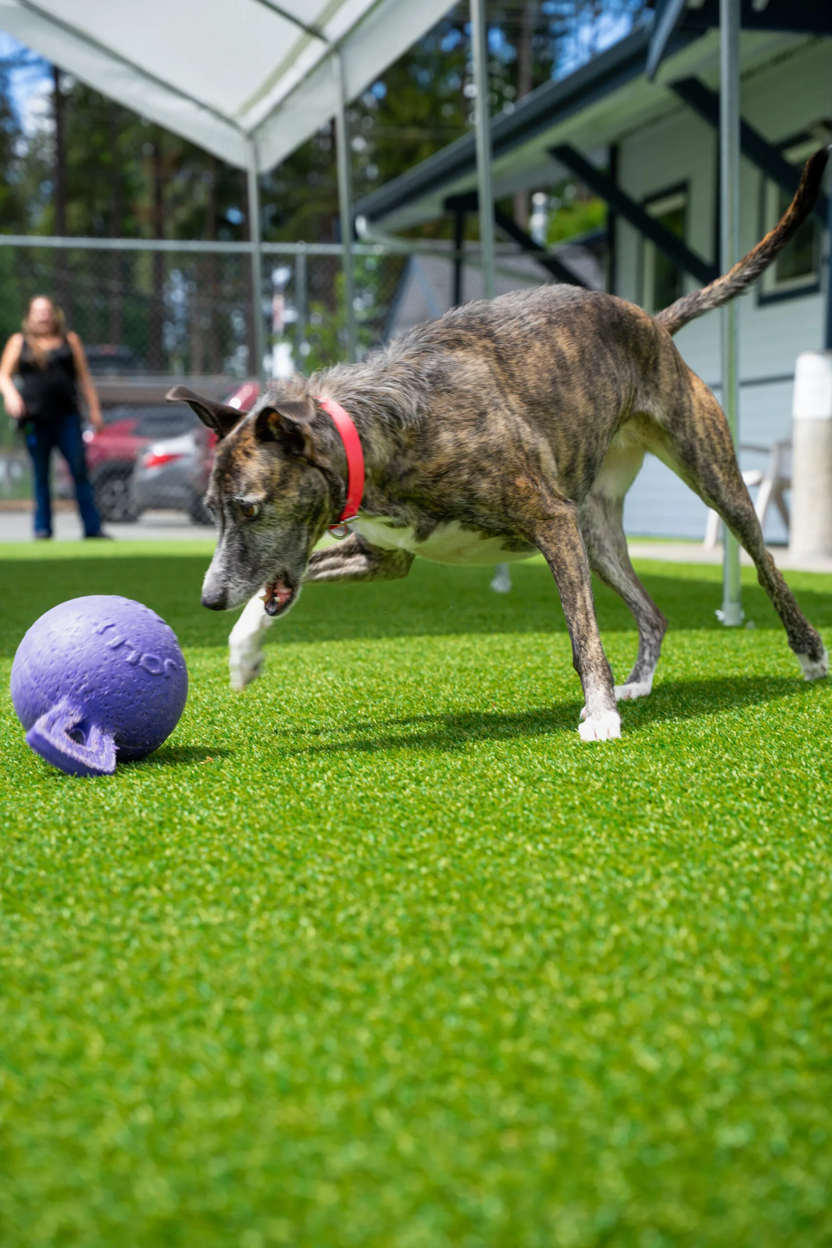 greyhound summer-22