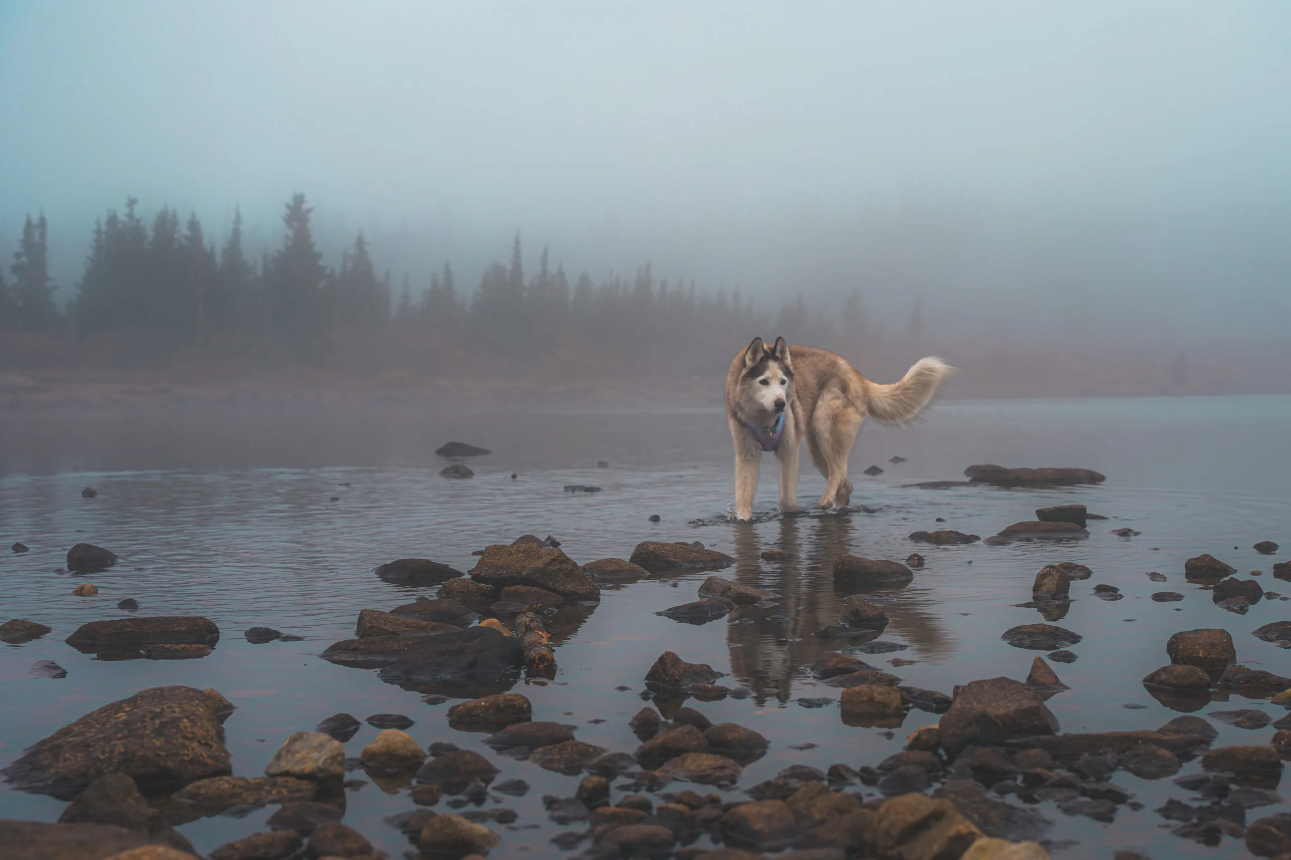 Princess standing in shallow water on a foggy day