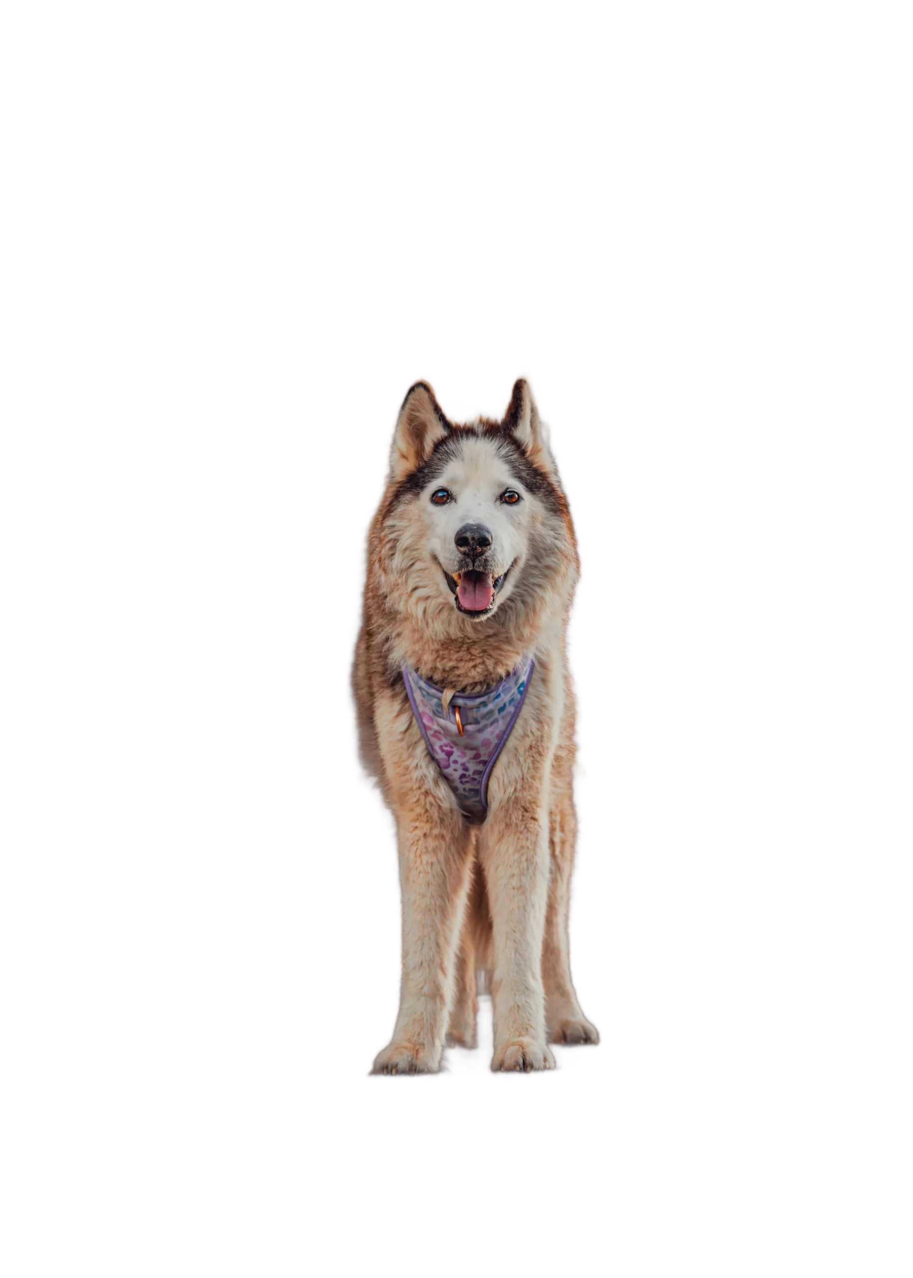 Princess
