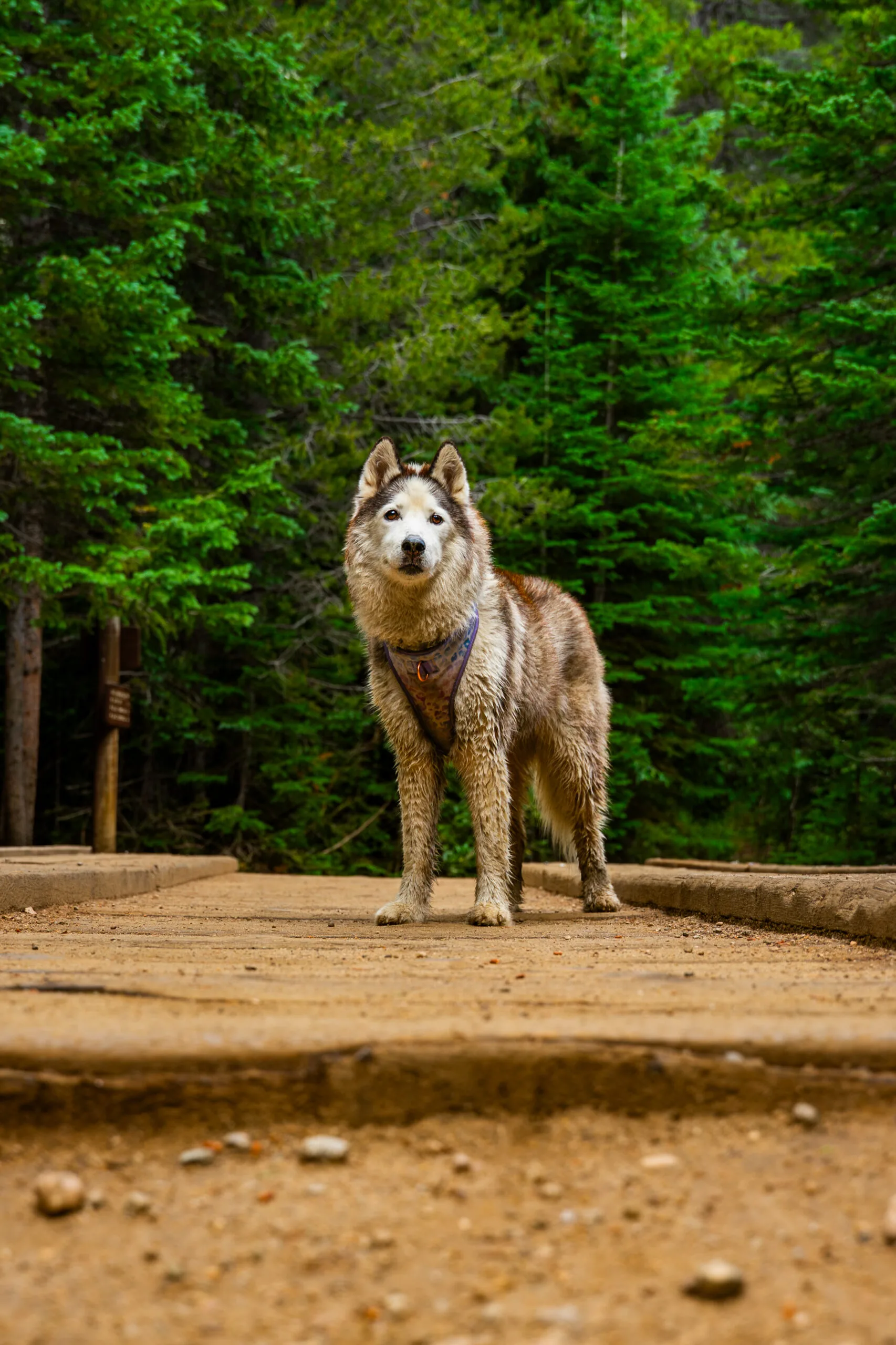 Princess in the Colorado forest